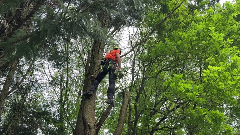 Mulching Services in Wilkesboro, NC