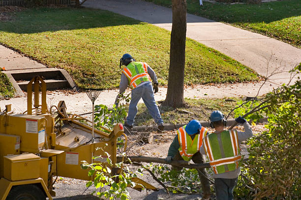 Why Choose Our Tree Removal Services in Wilkesboro, NC?