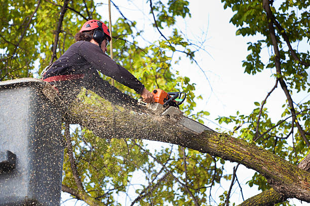 Reliable Wilkesboro, NC Tree Services Solutions